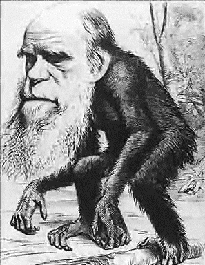 Fichier:Darwin ape.png