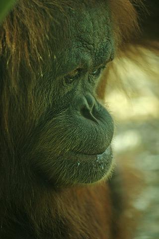 Fichier:Guenon orang-outan.jpg