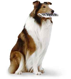 Fichier:Lassie.jpg
