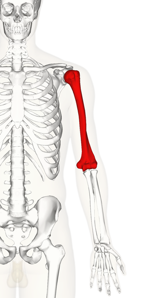 Fichier:293px-Left humerus - anterior view.png