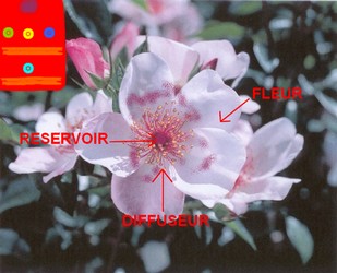 Fichier:Fleur empoisonnée.jpg