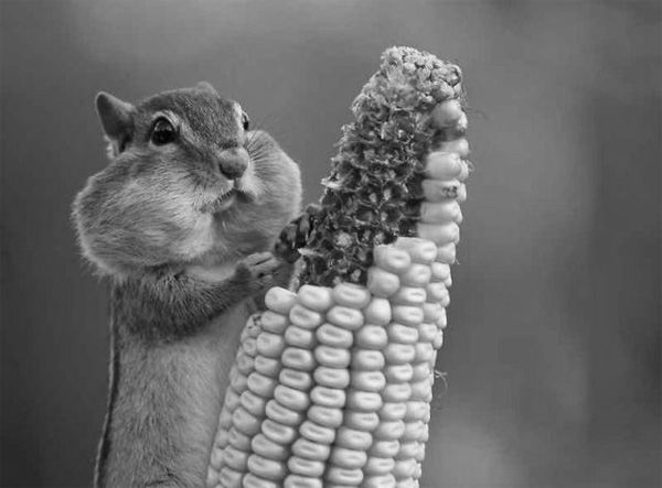 Fichier:A-squirrel eating corn.jpg