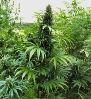 Fichier:Champ de cannabis.jpg