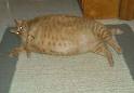 Fichier:Chat obese.jpg
