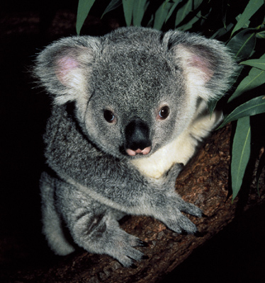Fichier:Koala 1.jpg