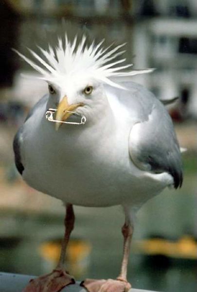 Fichier:Punk Seagull.jpg