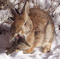Les lapins. (Lapin atteint du papillomavirus.)