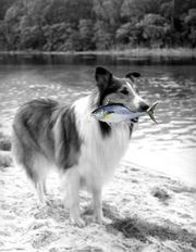 Lassie avec thon.jpg