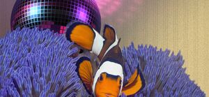 Exemple d'une Disco Fish en photo !