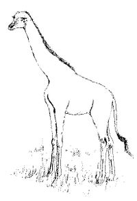 Diploraphus.jpg