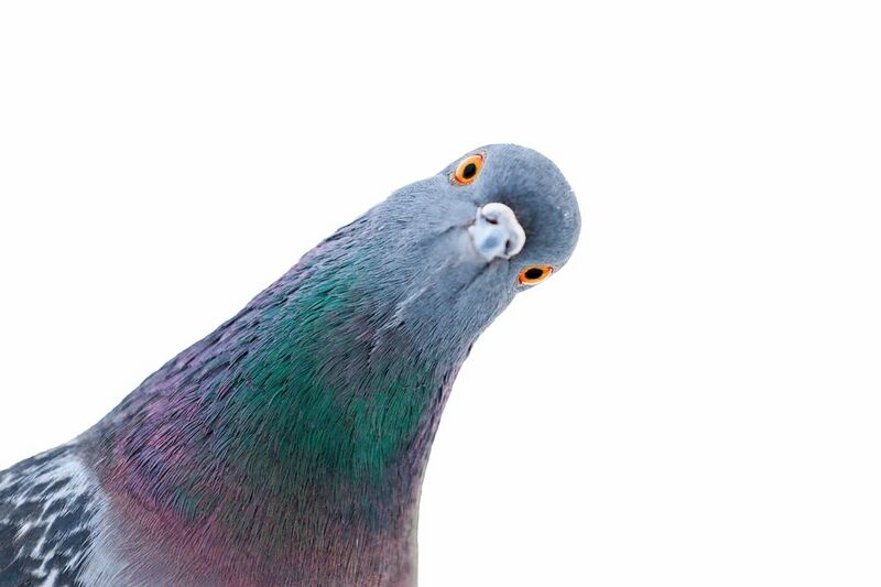 Fichier:Pigeons Holy Spirit.jpeg