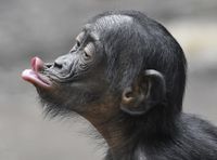 Bonobo3.jpg