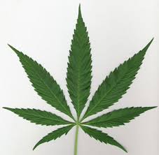 קובץ:Marijuana 2.jpg