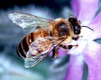 קובץ:Bee.jpg