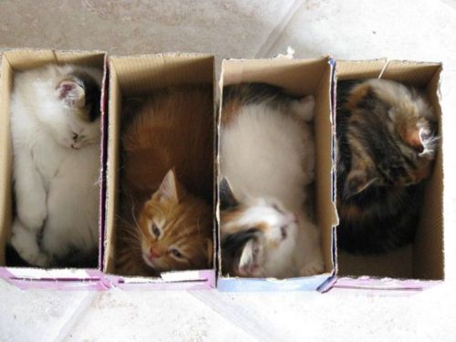 קובץ:Kitten-in-Box.jpg