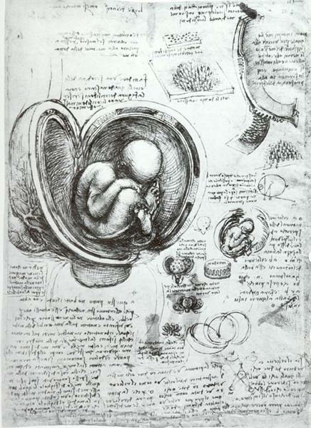 קובץ:436px-Leonardo da Vinci Studies of Embryos.jpg