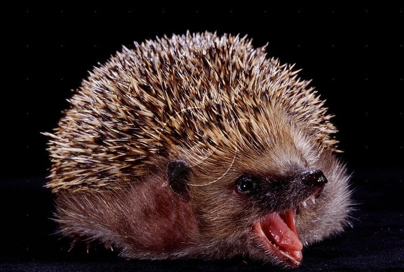 קובץ:08603-Hedgehog-yawning.jpg