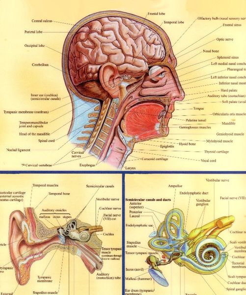 קובץ:Inside+The+Ear+-++Another+Edited+Anatomy+Chart+Scan-3728.jpg