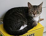 2008-07-07 Kiska resting on cat litter box.jpg
