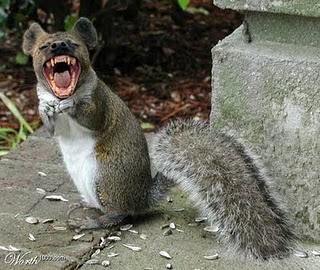File:Squirrel anger.jpg
