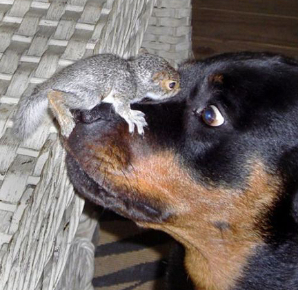 File:Rottweiler-squirrel.jpg