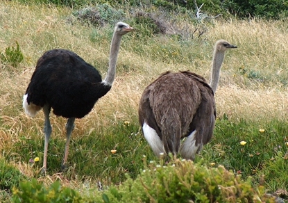 File:Ostriches.jpg