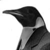 File:Penguin icon.png