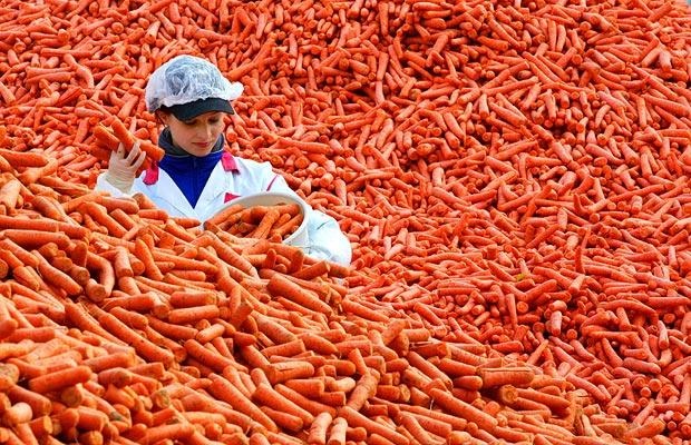 File:Carrots.jpeg