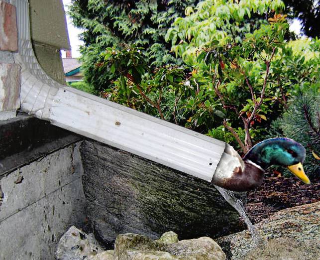 File:Duck-in-the-downspout.jpg