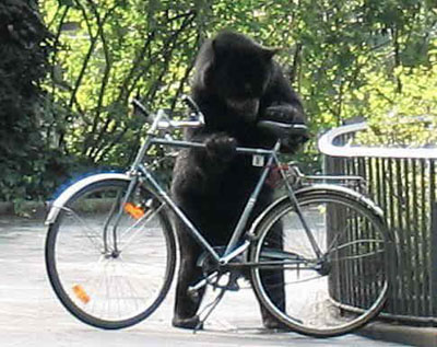 File:Bear stealing bike.jpg