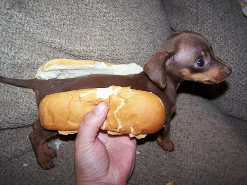 File:Hot-Dog-Doggy.jpg
