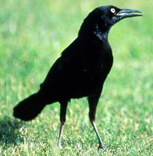File:Crowcrazy.PNG