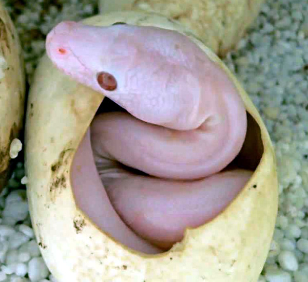 File:Wyrm-hatching-from-egg.jpg