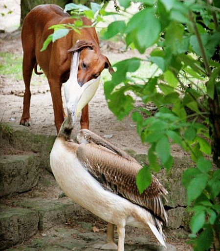 File:Dog-and-pelican.jpg