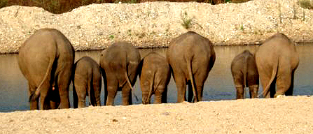 File:Elephants.jpg