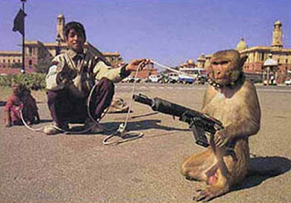 File:Militant monkey.jpg