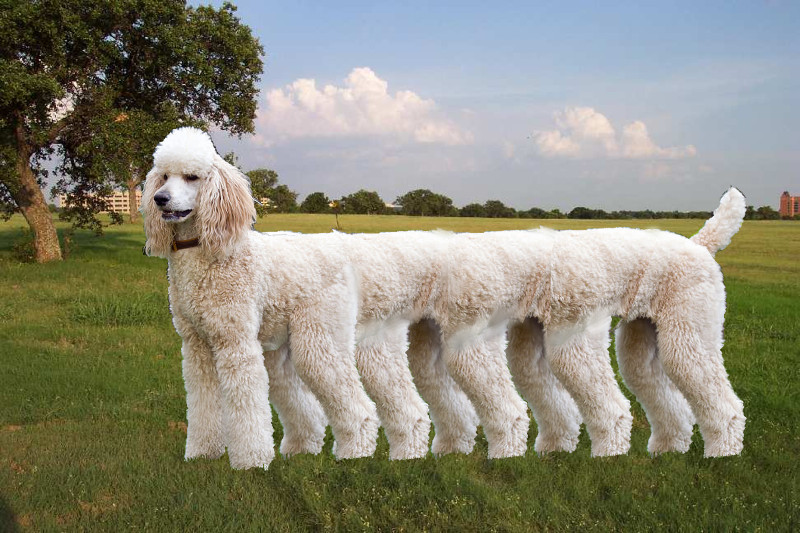 File:Caterpoodle-1.jpg