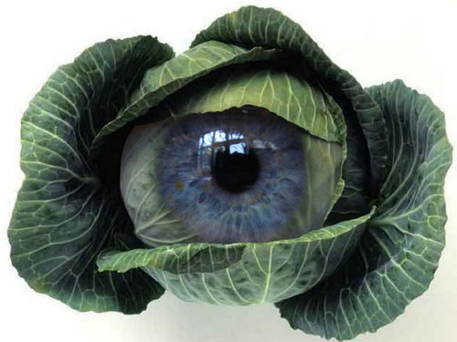 File:Cabbage eye.jpg