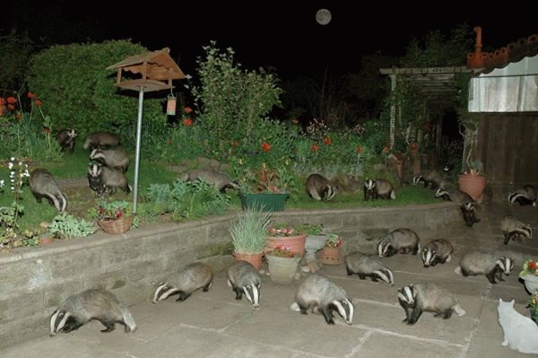 File:Gathering of badgers.jpg