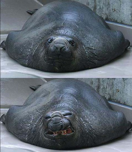 File:Happy-angry-seal.jpg