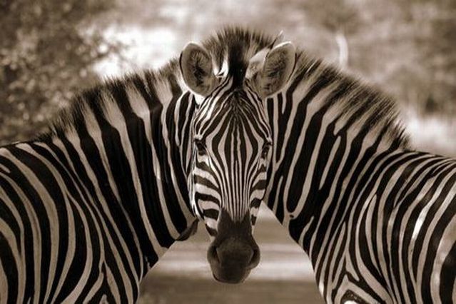 File:One headed bi-zebra.jpg