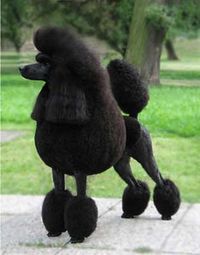 Poodles are an endangered species, for poachers are hunting them. Donate to Illogicopedia and save the poodles now!