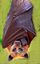 Golden crowned fruit bat.jpg