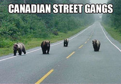 Canadian-streetgangs.jpg