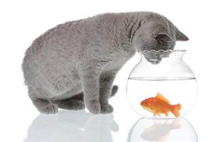 Cat-and-goldfish-1.jpg