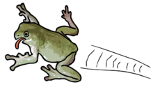 Flying frog.png