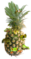 Frog-infested-pineapple-1.png