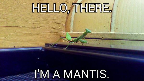 Creepy Mantis.jpg
