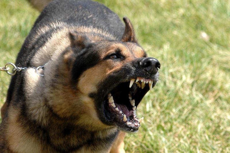 File:Military dog barking.jpg
