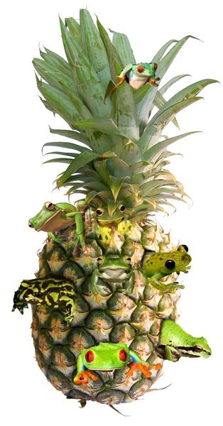 File:Frog-infested-pineapple-1-opaque.jpeg